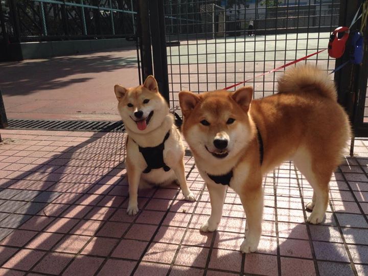 NBA季后赛焦点战，猛龙铜墙铁壁，正面击溃独行侠