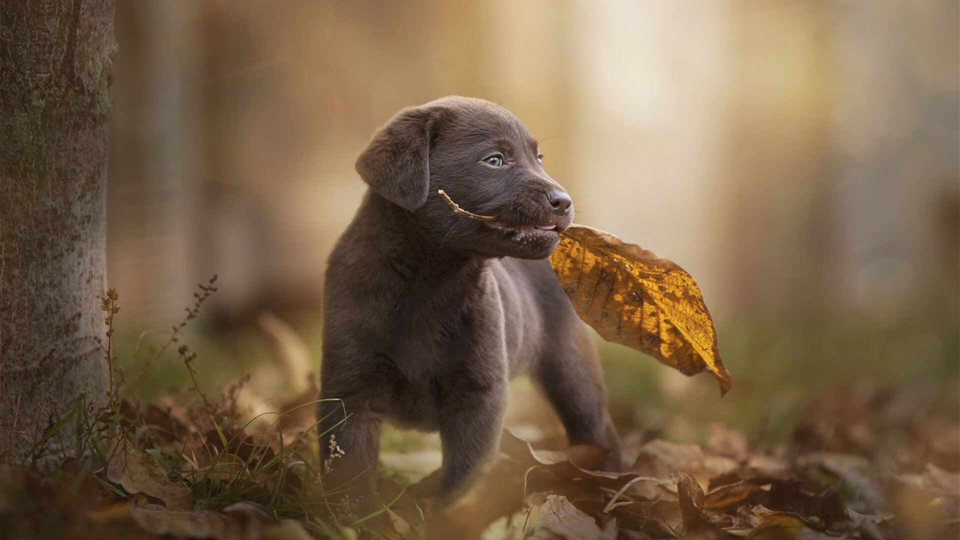 服务器级中锋，加克波稳定输出的现代足球启示录