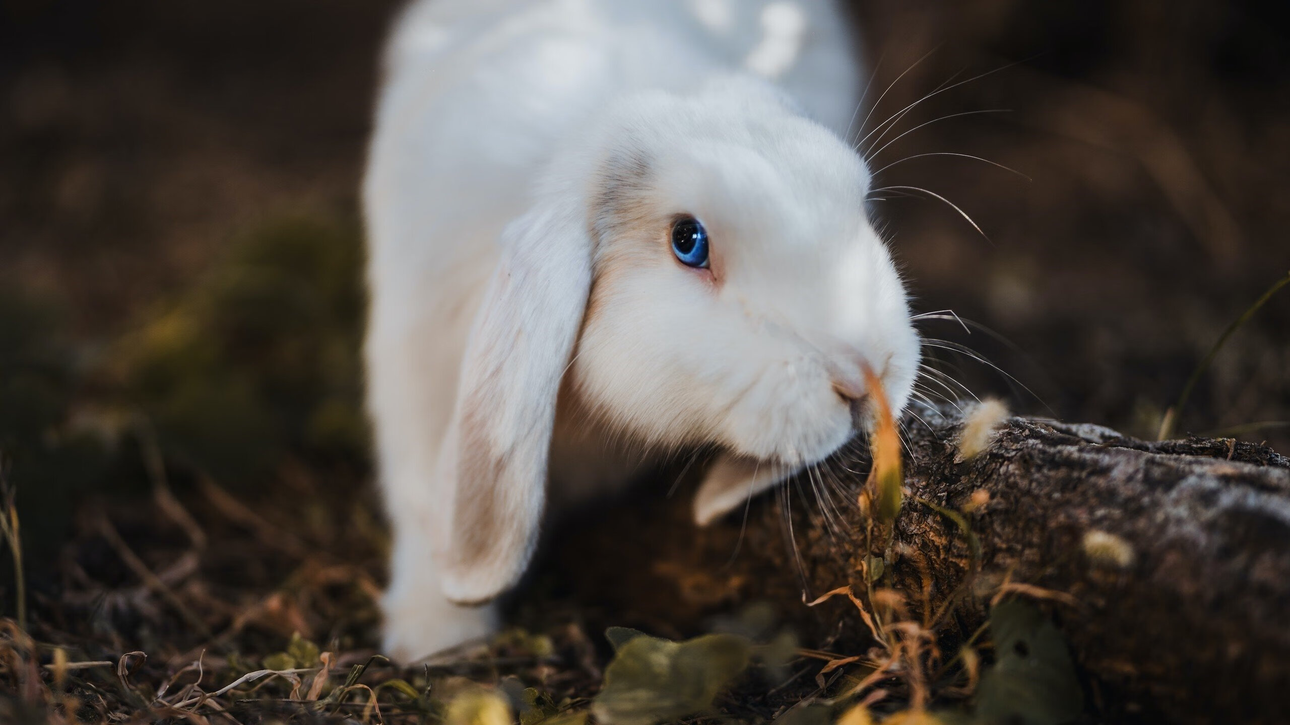终极封锁，当文班亚马的巨网笼罩在F1引擎的轰鸣之上