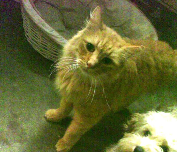 悬念在跳球前就已结束,数据霸权如何重塑篮球比赛的唯一性