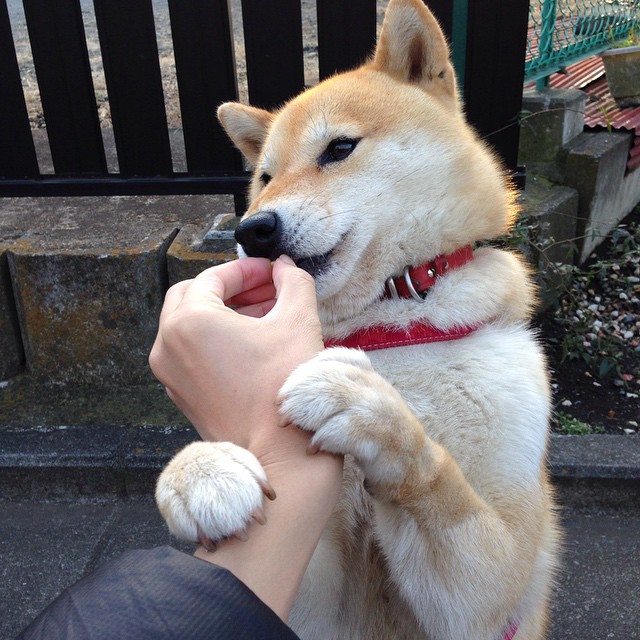 极速篮图，当F1冠军悬念遇上火箭升空