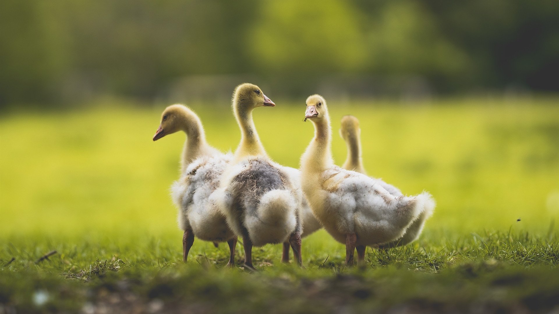 篮球历史上最伟大的逆袭，重温那场唯一绝杀凯尔特人的抢七之战