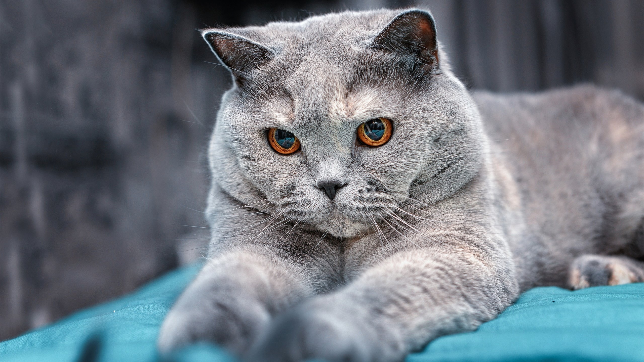 新王加冕！哈利伯顿末节17分献绝杀，掘金4-2淘汰鹈鹕挺进西决