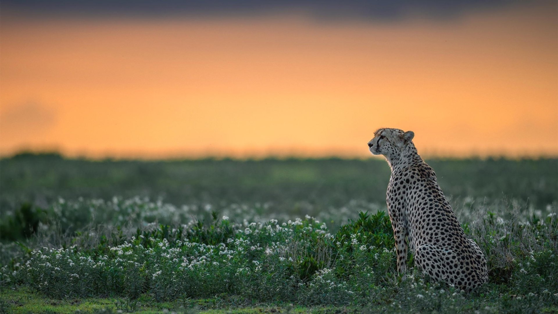 绿茵与硬木的战术共鸣,当西甲国家德比遇上火箭压制爵士
