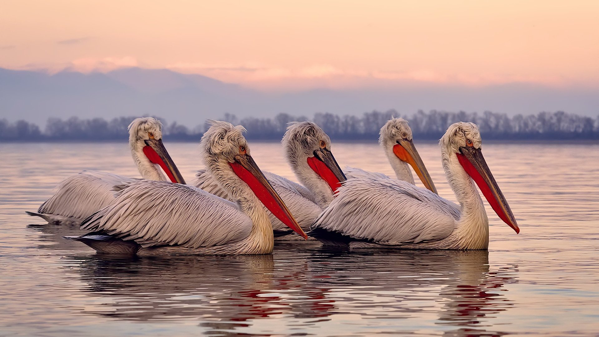 双重收割,从球场到市场,隐秘的避险资产如何接管比赛