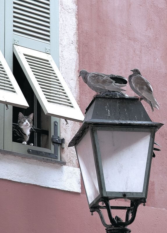 当篮球撞见波斯铁骑，一场时空折叠的抢七焦点战