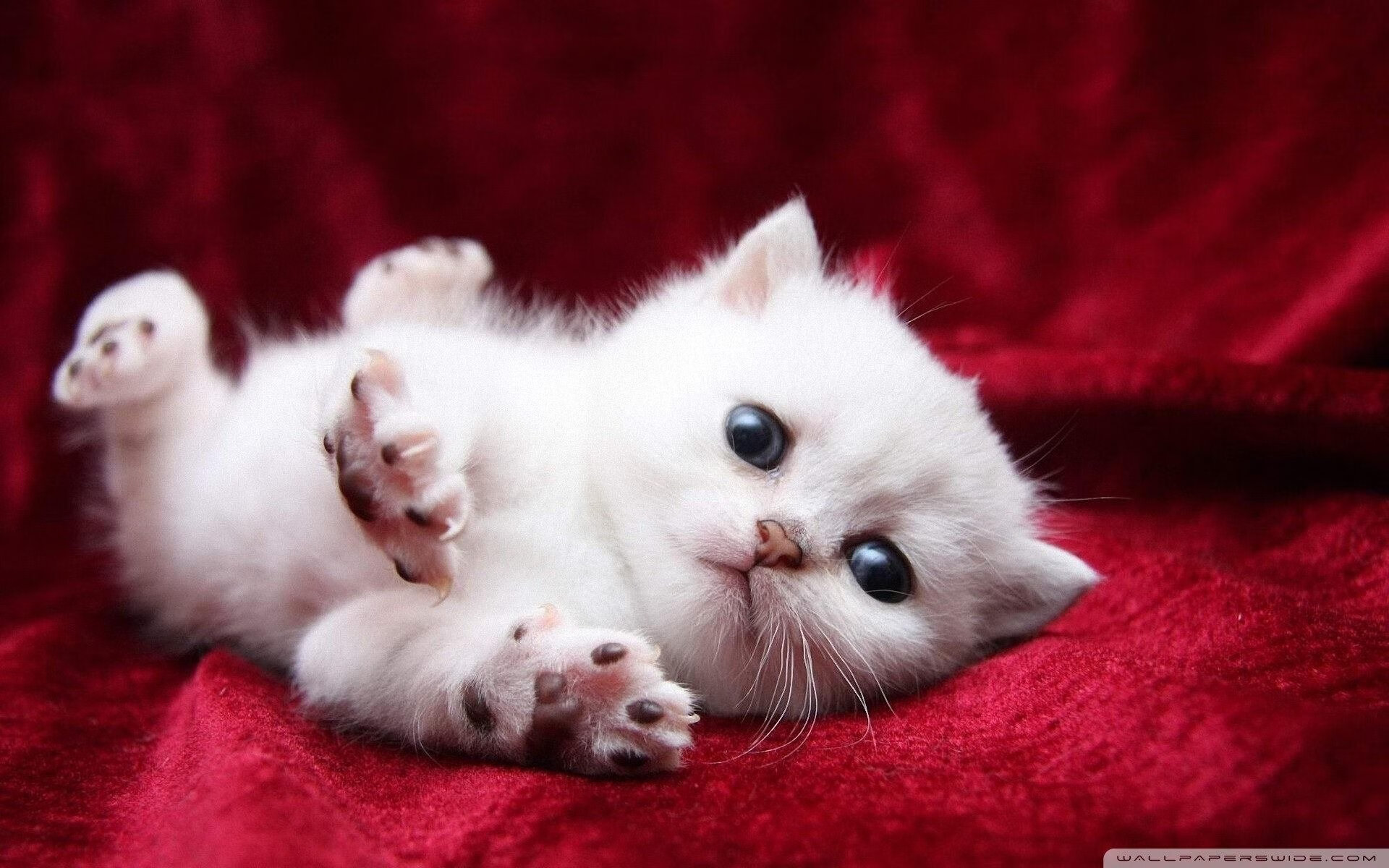 逆转双城记，北京队反败为胜与拉文F1赛道上的冠军接管