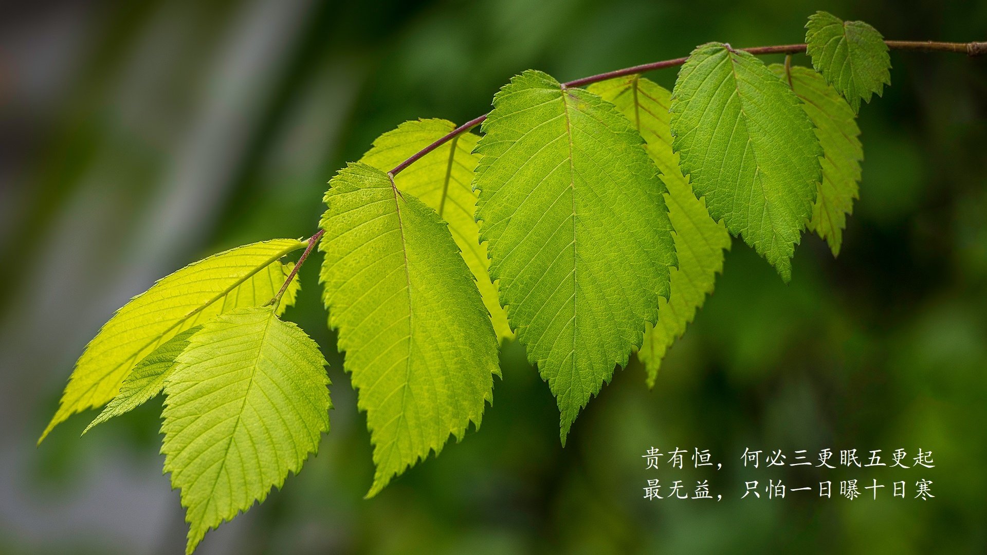 碾碎与重生,2026世界杯揭幕战上,比利时钢铁洪流下的加纳悲歌,以及塔雷米那记改写命运的致命一击